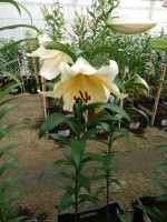 [4171 Santini VWS No01.JPG]